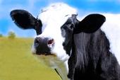 Mapping of the cow genome has provided scientists with information on the 3 billion base pairs on cattle DNA.