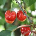 The warming climate is threatening California's cherry crop.