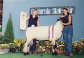 An undated photo of a show ram with no visible tail.
