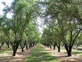 An almond orchard in Winton, Calif.