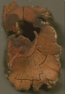 Scientists counted growth rings to determine the plant's age.