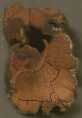 Scientists counted growth rings to determine the plant's age.