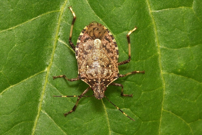 White stripes on the bug's antennae are a dead giveaway the insect is brown marmorated stink bug.