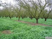 Many almond orchards are irrigated with water-conserving drip irrigation. A new study will look at flood irrigation in winter to recharge the underground aquifer. (Photo: Maxwell Norton)