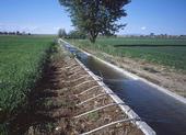 California's irrigated agriculture is suffering due to drought.