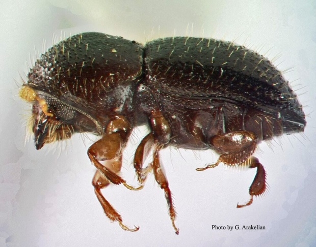 A enlarged photo of the sesame-seed sized polyphagous shot hold borer.