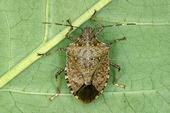Brown marmorated stink bugs continues to spread.