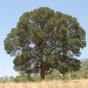 A large blue oak in Mariposa County.