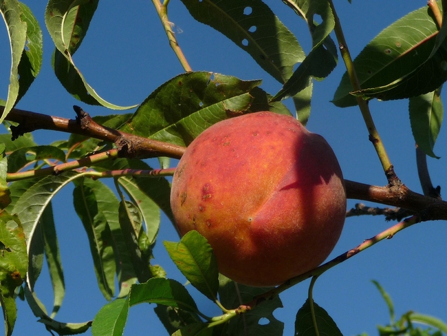 Drought and warm winter weather combine to reduce the size, and increase the taste, of 2015 California stonefruit.