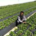 Surendra Dara in a Central Coast strawberry field.