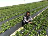 Surendra Dara in a Central Coast strawberry field.