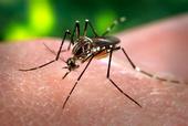 Scientists are using a novel method to battle Aedes aegypti mosquitoes.