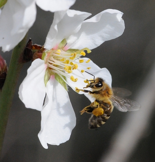 Bee on almond blossom by Kathy Keatley Garvey.