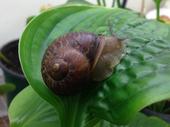 The brown garden snail is found in 26 California counties. It was introduced from Europe 'with an eye to the pot.'