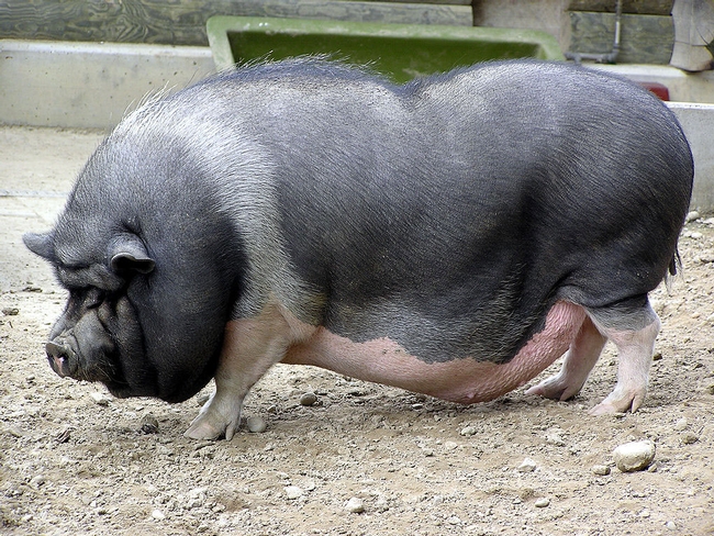 When pot-bellied pigs grow larger than expected, the cease to be good pets. A Chinese firm is using biotechnology to create pigs that weigh in no heavier than 33 pounds. (Photo: Wikimedia Commons)