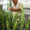 UC ANR advisor Ramiro Lobo with pitahaya starts in the greenhouse. (Photo: Shermain Hardesty)