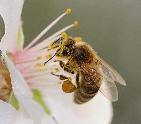 A pollen-covered honeybee on an almond blossom. (Photo by Kathy Keatley Garvey.)
