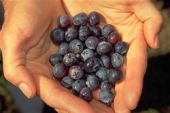 California blueberries.