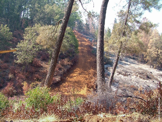 Fuel breaks, like this one in Yuba County, can help firefighters limit the spread of wildfire. (Photo: UC Regents)