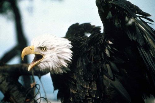 An American bald eagle photographed by UC weed scientist Joseph DiTamaso.