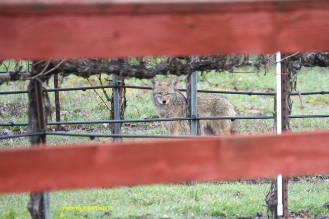 A coyote very near one of HREC's main pastures that holds lambs. (Photo: Robert J. Keiffer)