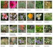 A sampling of the water-wise plants for Santa Clara County.
