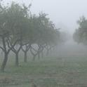 Foggy weather keeps daytime temperatures down, which helps trees accumulate chill hours.