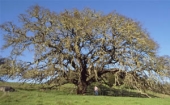 A mature oak tree.