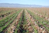 A cover crop growing in cotton and tomato residues in a no-till agricultural field.