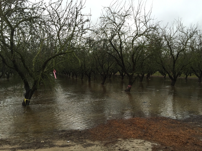 The flooded orchard.