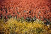 UC scientists are studying sorghum genetics to understand plant drought tolerance.