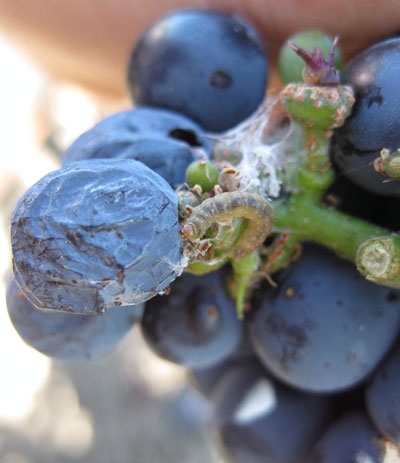 European grapevine moth larva feeding on berries. (Photo: M. Cooper )