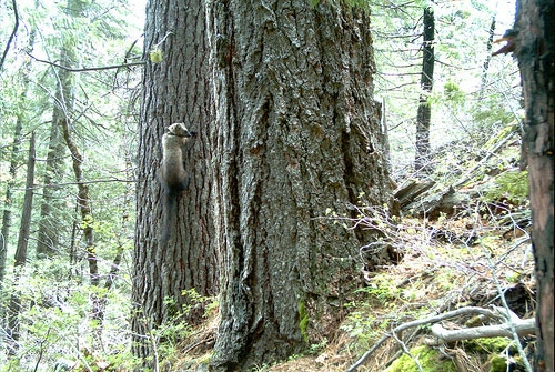 A Pacific fisher clings to a tree trunk in the Sierra Nevada.