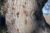 Scars where polyphagus shot hole borers have excavated their way into a tree trunk. (Photo: Eskalen laboratory)