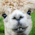 Alpaca operations are typically hobby farms in California. UCCE livestock advisor Theresa Becchetti says they need careful management to maintain animal and environmental health.