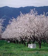 Bee hives in a California almond orchard.