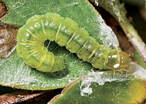 LBAM larva graces the cover of California Agriculture.