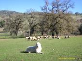 A guard dog protects sheep at the UC Hopland Research and Extension Center. (Photo: Robert J. Keiffer)