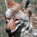 Coyote management is fraught with emotion, says a UC wildlife expert.