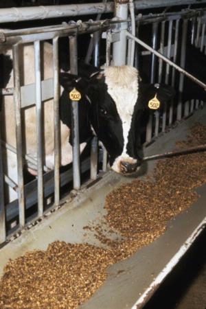 A dairy cow eats its rations.