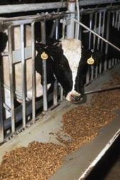 A dairy cow eats its rations.