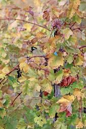 Red blotch on grapevines may be spread by the three-cornered alfalfa treehopper. (Photo: Evett Killmartin)