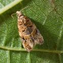 After just 5 months on the job, UCCE viticulture advisor Monica Cooper spotted a European grapevine moth in a Napa vineyard.