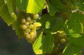 Fresno grape industry threated by exotic pest.