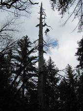 UC research crew member uses tree climbing equipment to reach orphan fishers in an unstable snag.