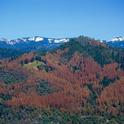 The U.S. Forest Service said 60 million trees in the Sierras are dead. (Photo: U.S. Forest Service.)