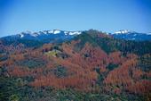 The U.S. Forest Service said 60 million trees in the Sierras are dead. (Photo: U.S. Forest Service.)