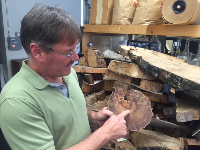 UC researcher Scott Stephens shows fire scars on pines that reveal regular exposure to burns and then healing and regrowth, a sign of a healthy forest ecosystem. (Photo: Lindsey Hoshaw, KQED Science)