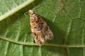 The European grapevine moth has been eradicated in California. (Photo: Jack Kelly Clark)