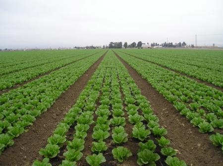 California lettuce is not implicated in current foodborne illness outbreak.